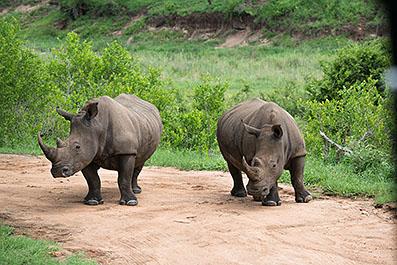 KrugerPark21