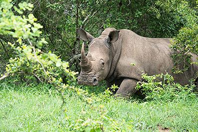 KrugerPark22