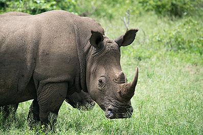 KrugerPark23