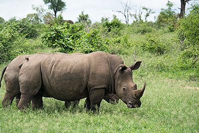 KrugerPark24