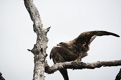 KrugerPark25