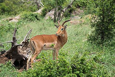 KrugerPark26