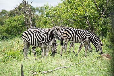 KrugerPark27