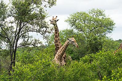 KrugerPark28