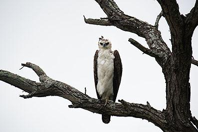 KrugerPark30