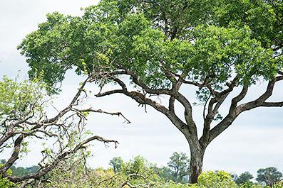 KrugerPark31