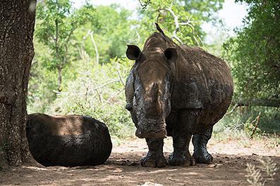 Swaziland03