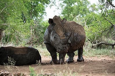 Swaziland05