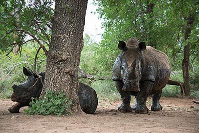 Swaziland06