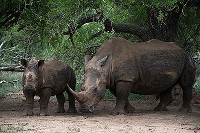 Swaziland12