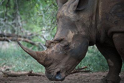Swaziland14