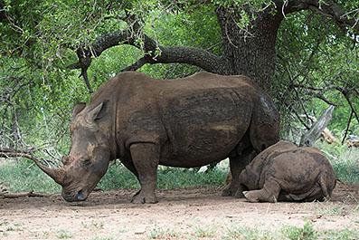 Swaziland15