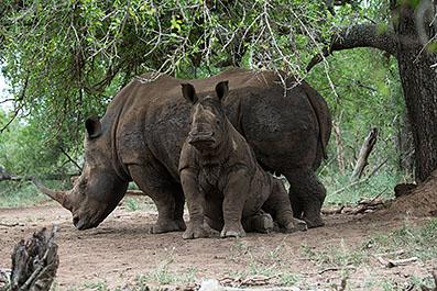 Swaziland18