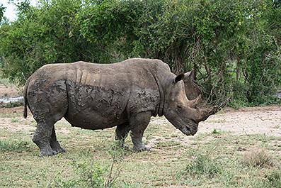 Swaziland22