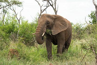 Swaziland28