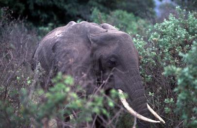 Tanzania141