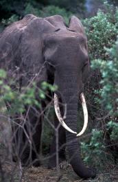 Tanzania142