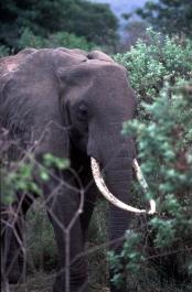 Tanzania143
