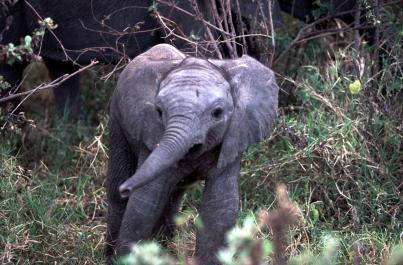 Tanzania144