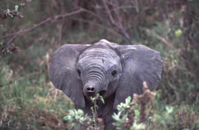 Tanzania145