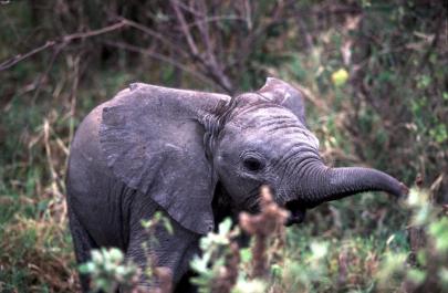 Tanzania146