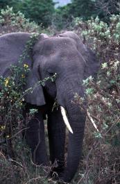 Tanzania147