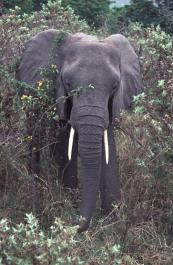 Tanzania148