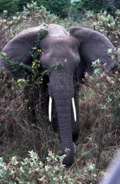 Tanzania149