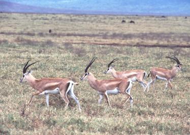 Tanzania014