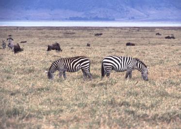 Tanzania016