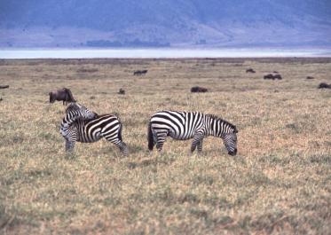 Tanzania017
