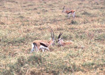 Tanzania019