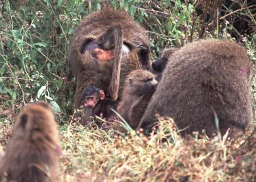 Tanzania020