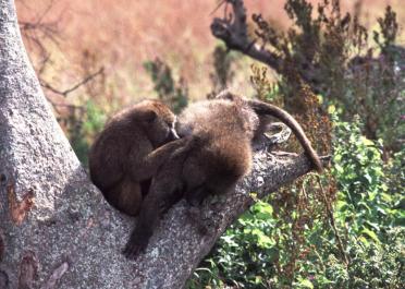 Tanzania021