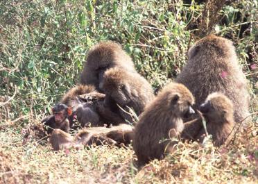 Tanzania022