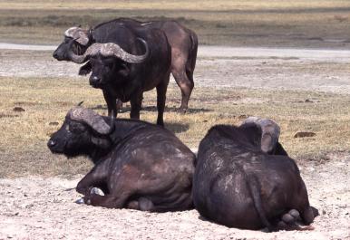 Tanzania026