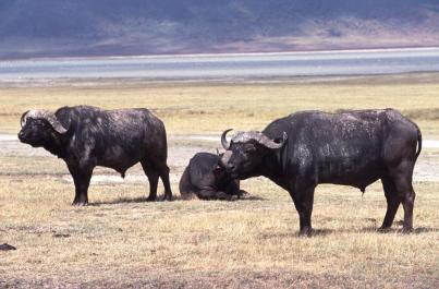 Tanzania027