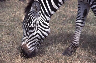 Tanzania028
