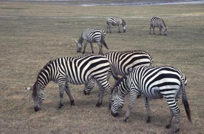 Tanzania029