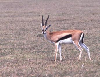 Tanzania034