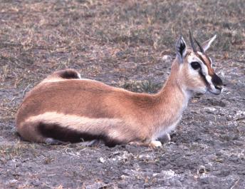 Tanzania035