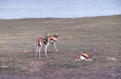 Tanzania036
