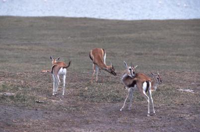Tanzania037