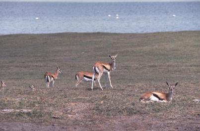 Tanzania038