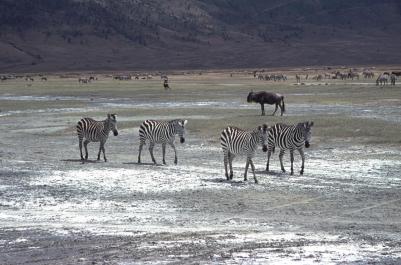 Tanzania046