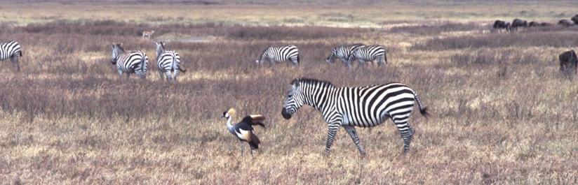 Tanzania048