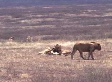 Tanzania053