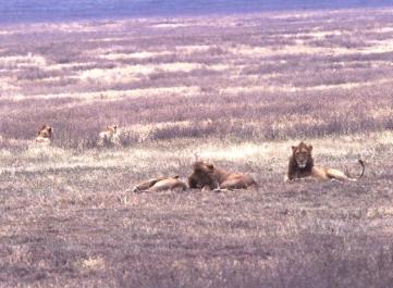 Tanzania055