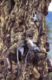 Tanzania064