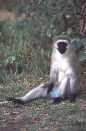 Tanzania065